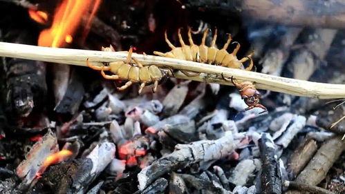 人形蜈蚣在线观看视频,惊悚悬疑，探寻人性深渊的恐怖之旅